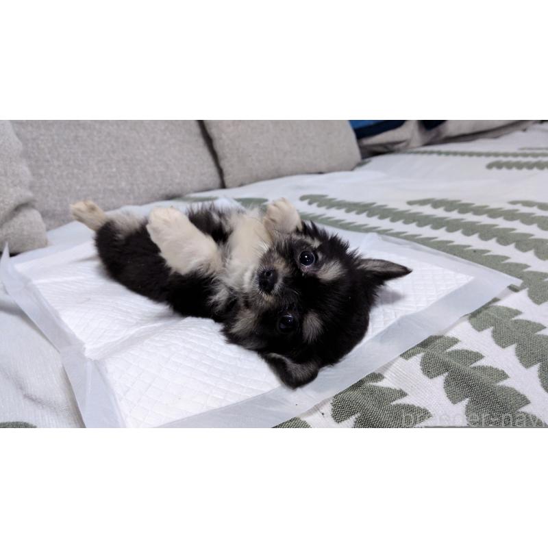 成約済の茨城県のチワワ(ロングコート)-418733の3枚目