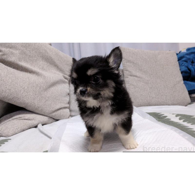 成約済の茨城県のチワワ(ロングコート)-418733の2枚目