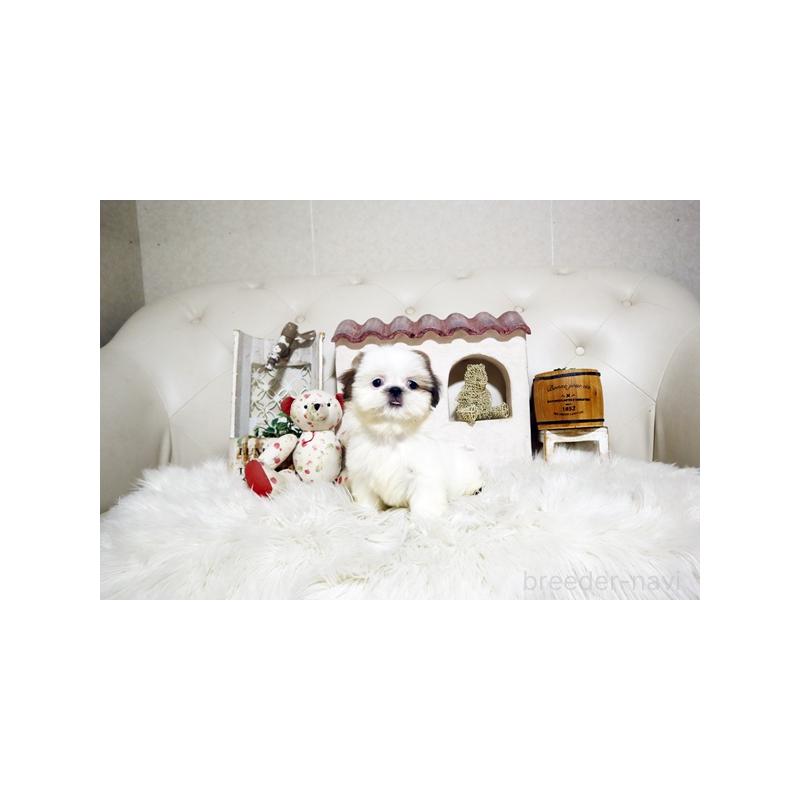 販売中の佐賀県のシーズー-417933の5枚目