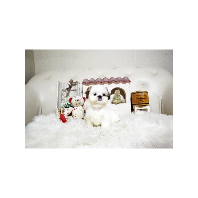 販売中の佐賀県のシーズー-417933の4枚目