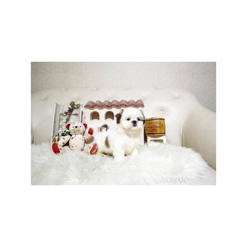 販売中の佐賀県のシーズー-417933の2枚目