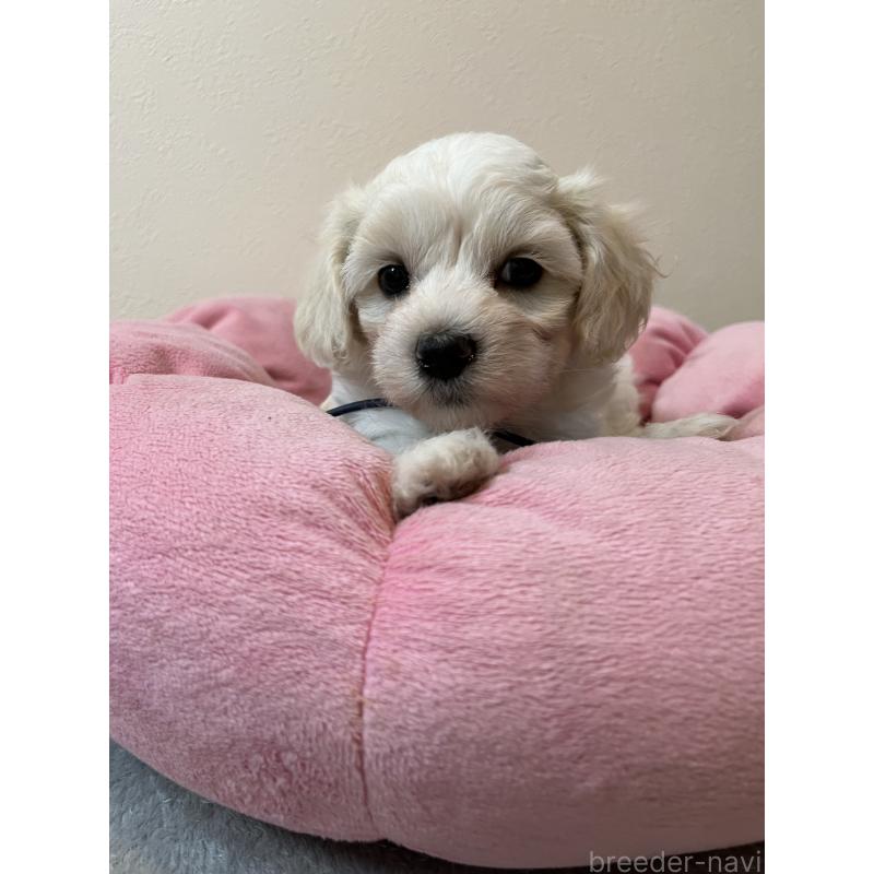 販売中の埼玉県のミックス犬-422344の5枚目