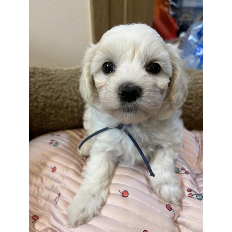 販売中の埼玉県のミックス犬-422344の4枚目