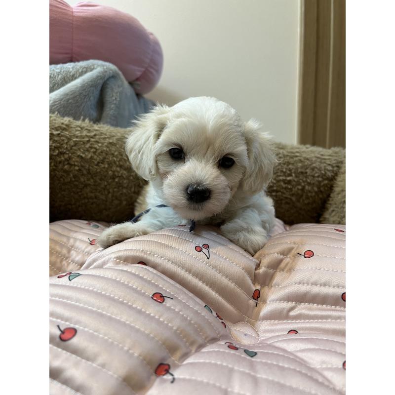販売中の埼玉県のミックス犬-422344の3枚目