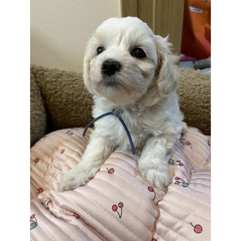 販売中の埼玉県のミックス犬-422344の2枚目