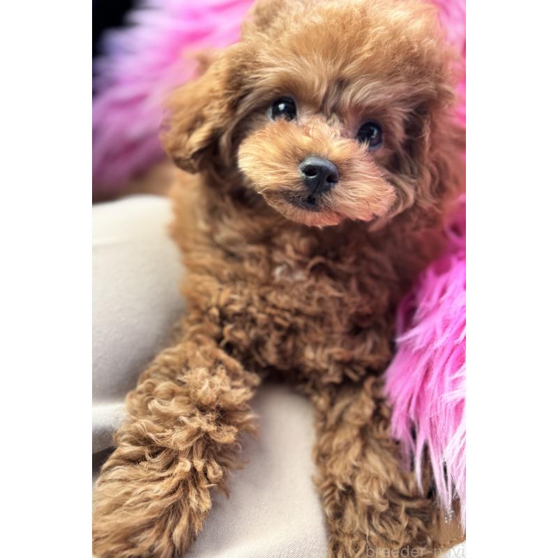 成約済の香川県のタイニープードル-408917の6枚目