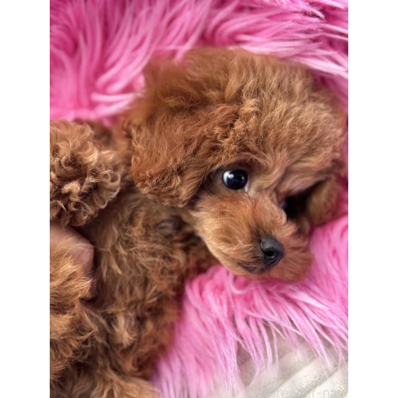 成約済の香川県のタイニープードル-408917の4枚目