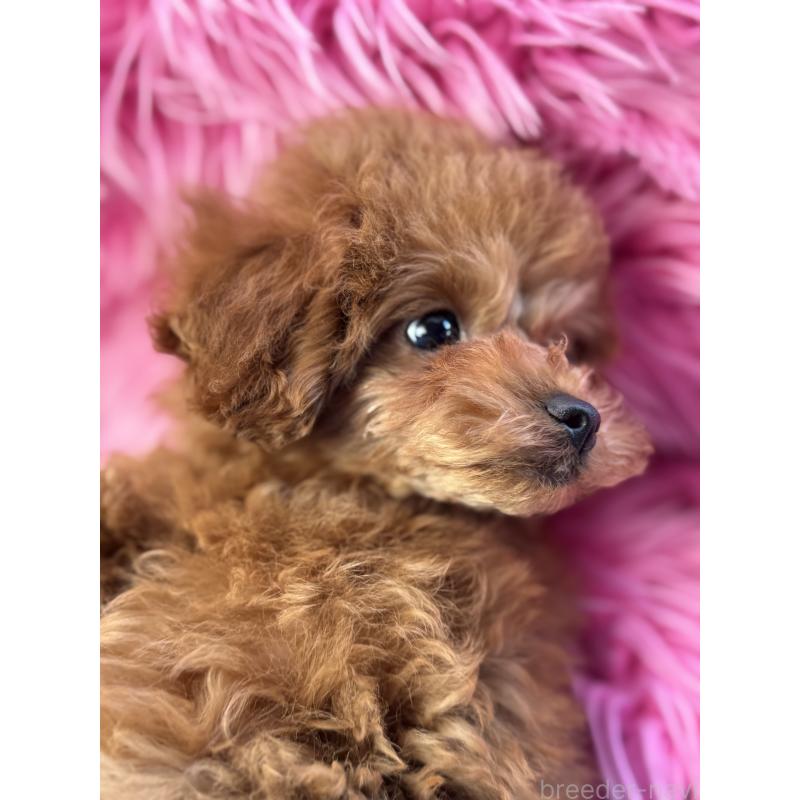 成約済の香川県のタイニープードル-408917の3枚目