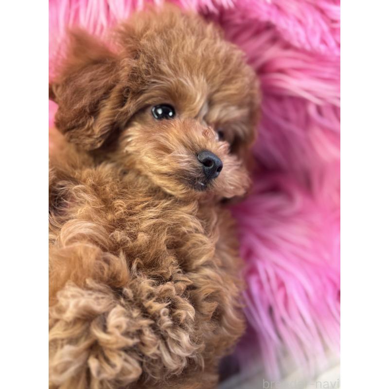 成約済の香川県のタイニープードル-408917の2枚目