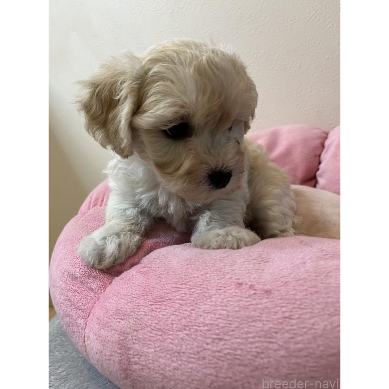 販売中の埼玉県のミックス犬-422347の7枚目