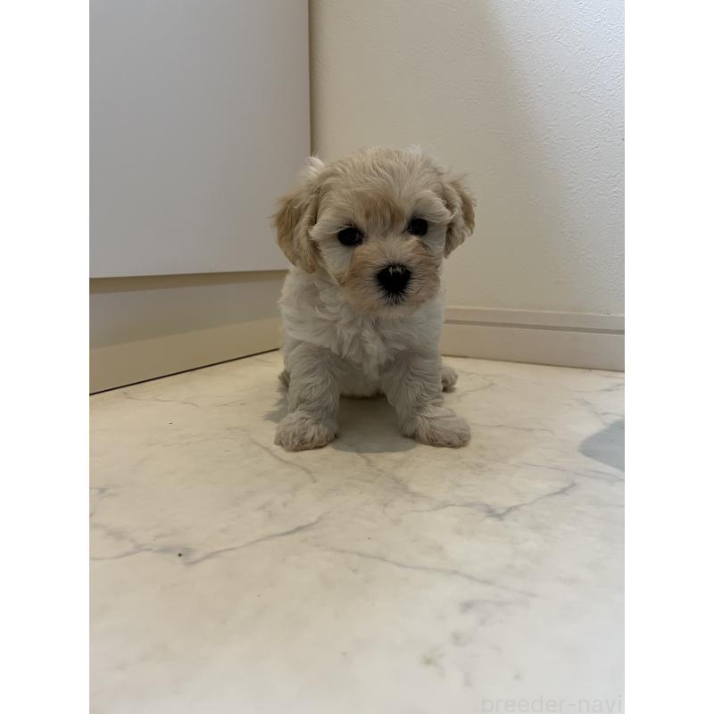 販売中の埼玉県のミックス犬-422347の5枚目