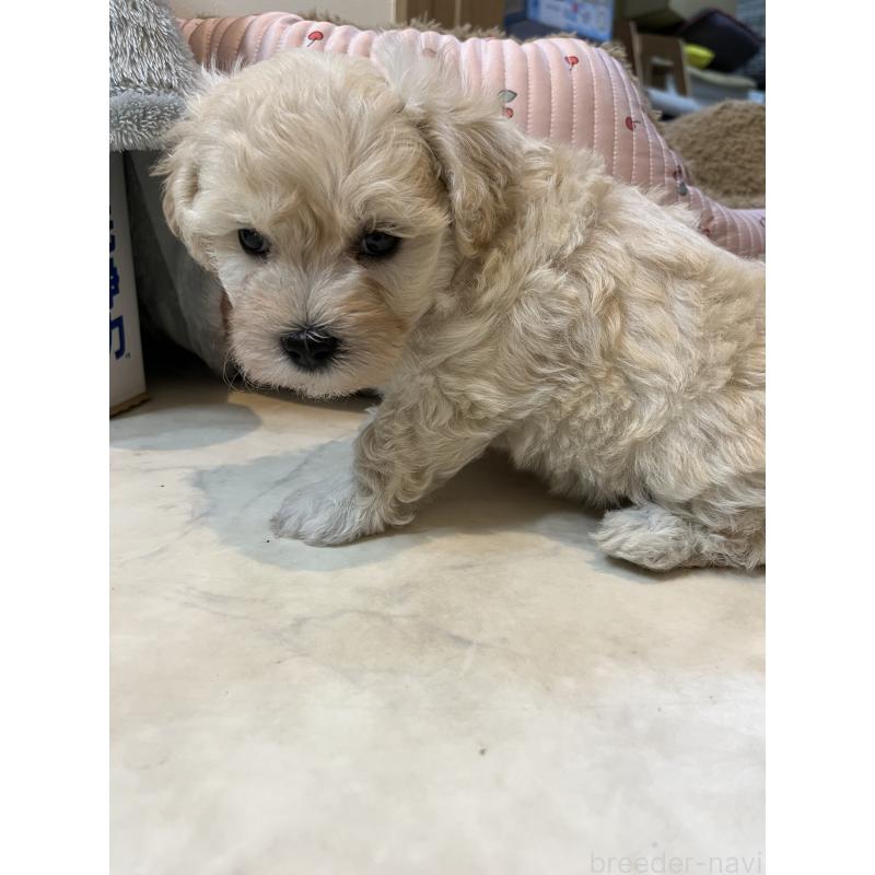 販売中の埼玉県のミックス犬-422347の2枚目