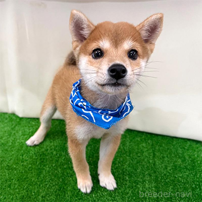 販売中の神奈川県の豆柴-413622の1枚目