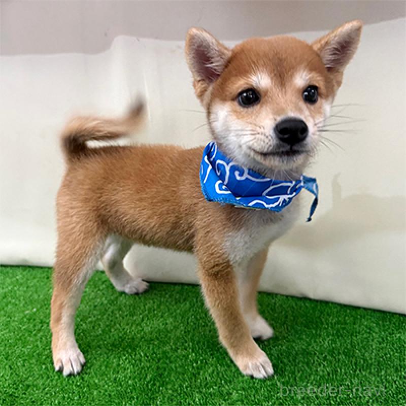 販売中の神奈川県の豆柴-413622の4枚目