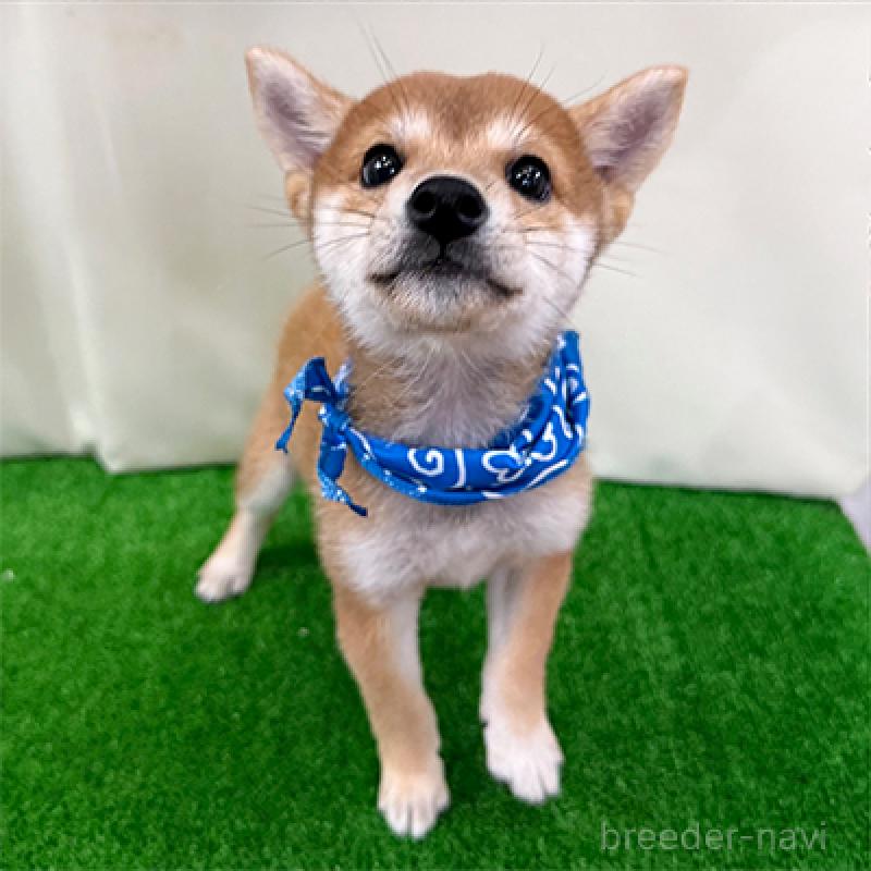 販売中の神奈川県の豆柴-413622の3枚目