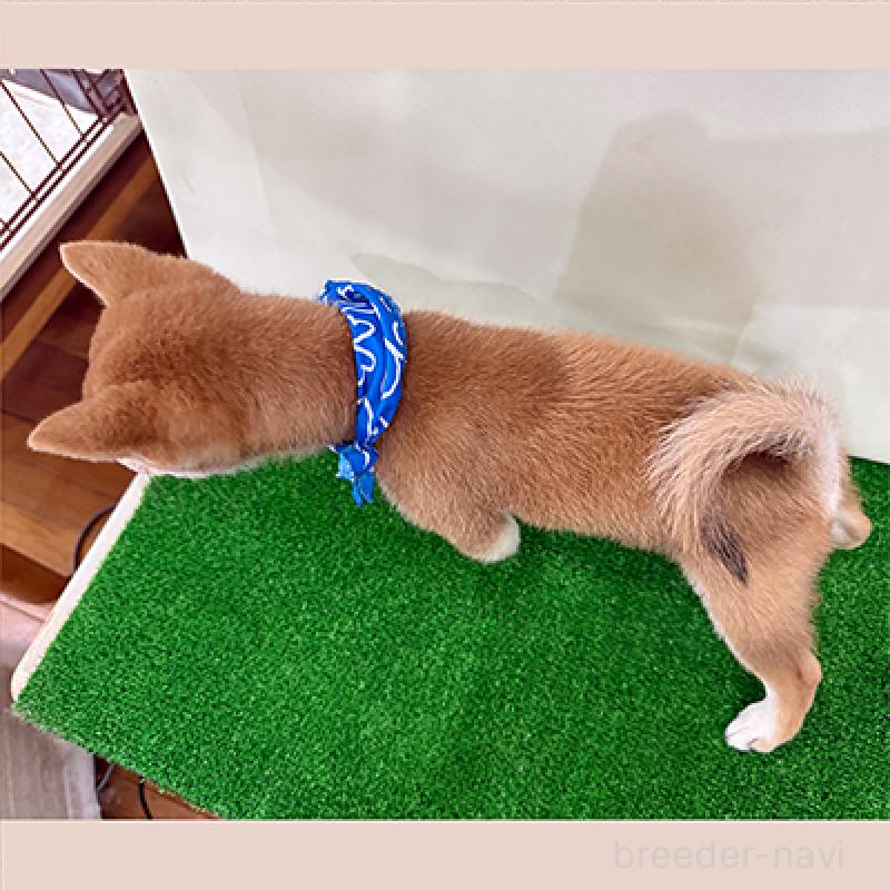 販売中の神奈川県の豆柴-413622の2枚目