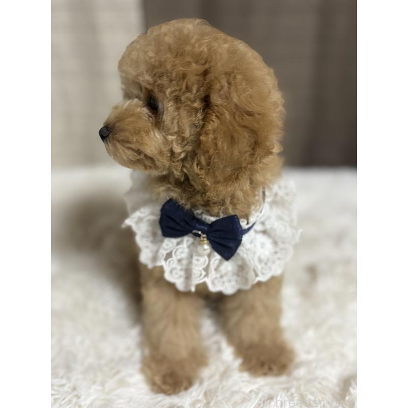 販売中の茨城県のトイプードル-417348の5枚目