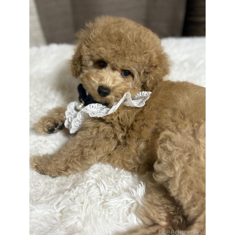 販売中の茨城県のトイプードル-417348の4枚目