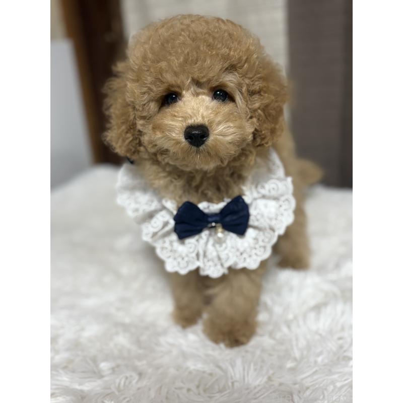 販売中の茨城県のトイプードル-417348の3枚目