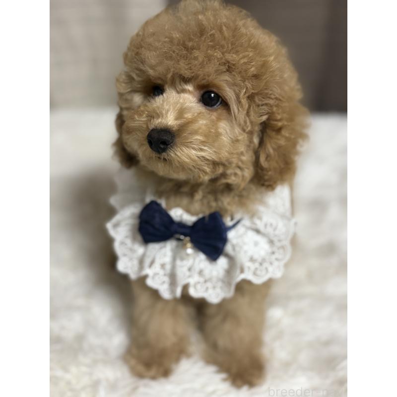 販売中の茨城県のトイプードル-417348の2枚目