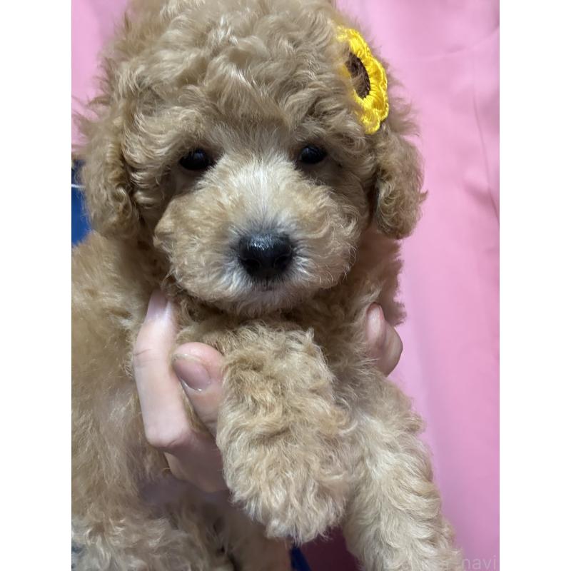 成約済の茨城県のトイプードル-421003の4枚目