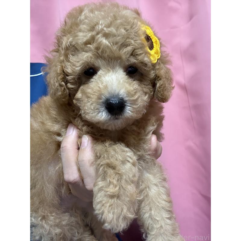 成約済の茨城県のトイプードル-421003の3枚目