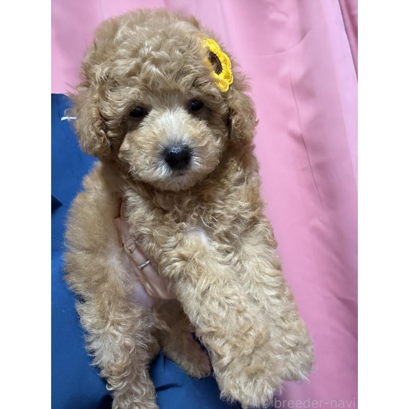 成約済の茨城県のトイプードル-421003の2枚目