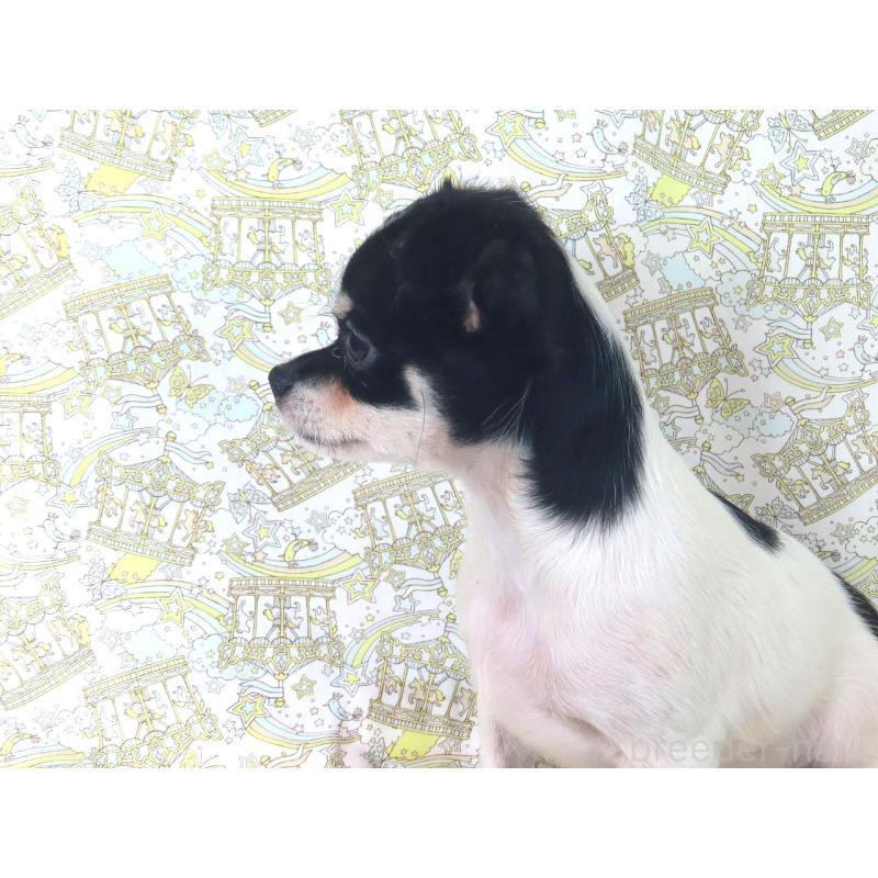 販売中の千葉県のチワワ(ロングコート)-401512の4枚目