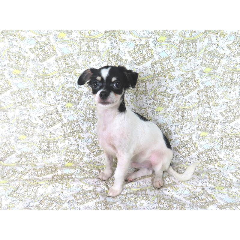 販売中の千葉県のチワワ(ロングコート)-401512の3枚目