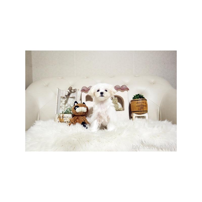 販売中の佐賀県のマルチーズ-404431の3枚目