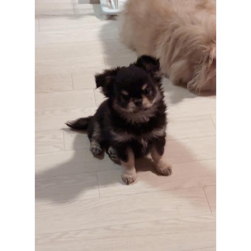 販売中の香川県のチワワ(ロングコート)-414547の3枚目