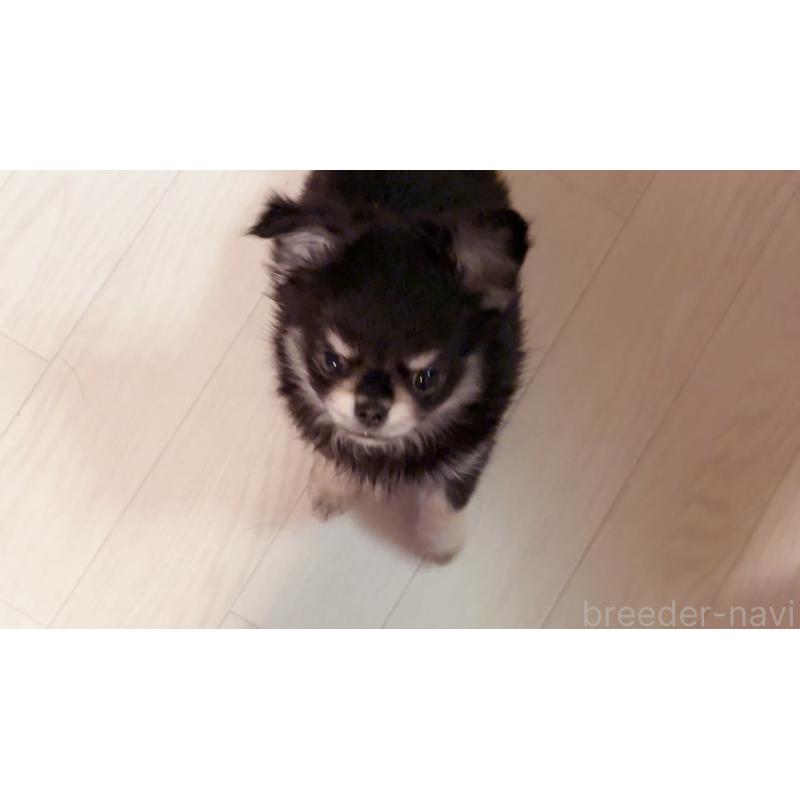 販売中の香川県のチワワ(ロングコート)-414547の2枚目