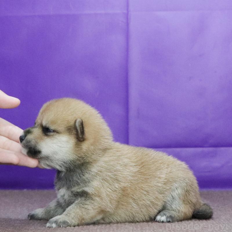 販売中の愛知県の豆柴-422358の2枚目
