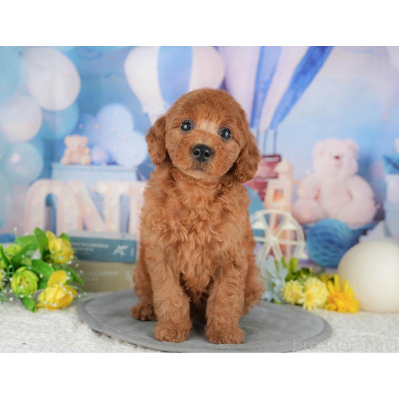 成約済の東京都のトイプードル-422359の1枚目