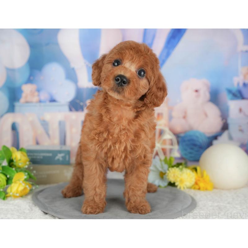 成約済の東京都のトイプードル-422359の7枚目