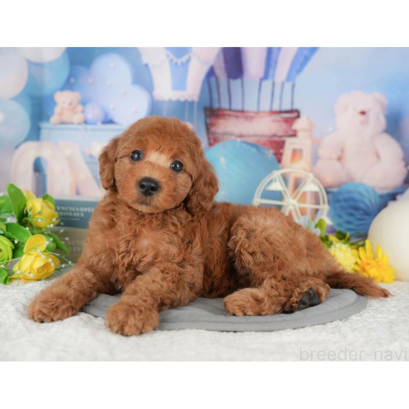 成約済の東京都のトイプードル-422359の6枚目