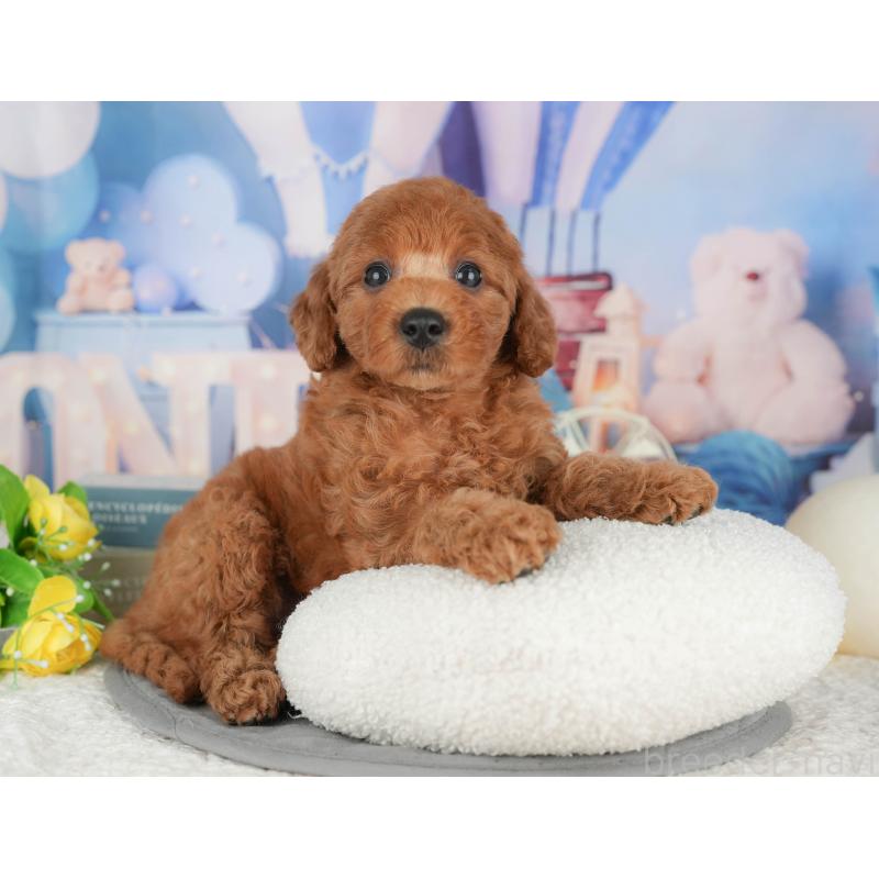 成約済の東京都のトイプードル-422359の5枚目