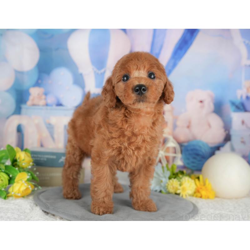 成約済の東京都のトイプードル-422359の4枚目