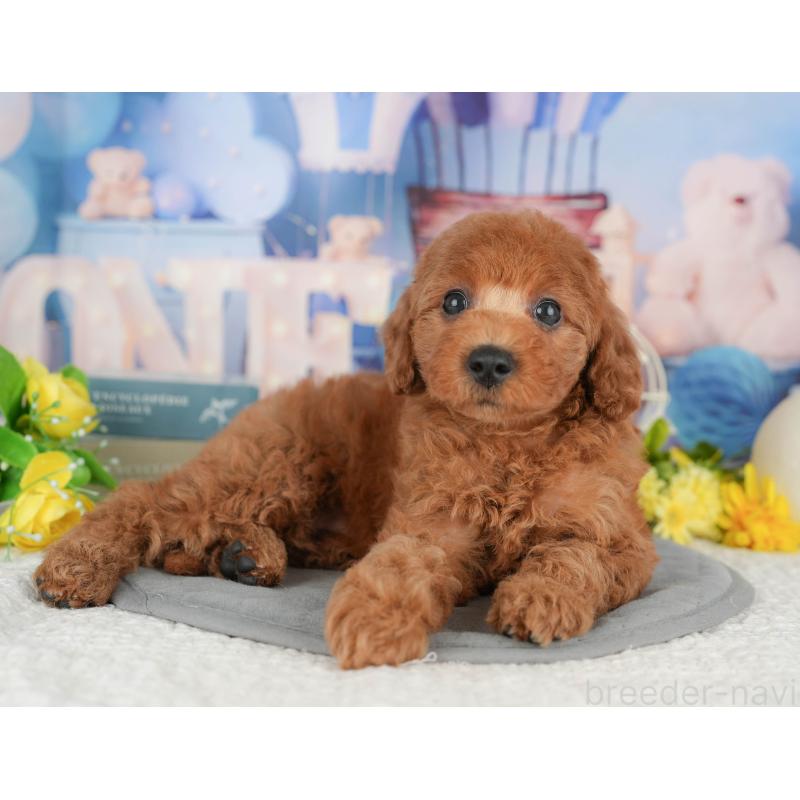 成約済の東京都のトイプードル-422359の3枚目