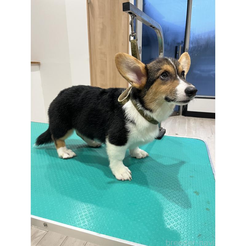 販売中の和歌山県のウェルシュコーギーペンブローク-394628の2枚目