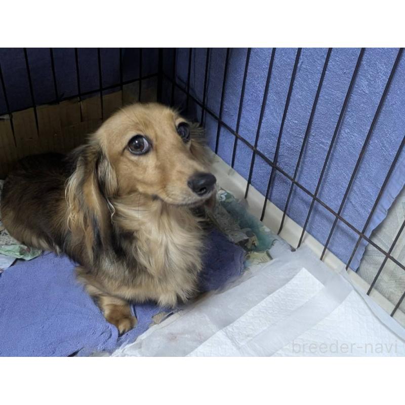 成約済の鹿児島県のカニンヘンダックスフンド(ロングヘアード)-421975の2枚目