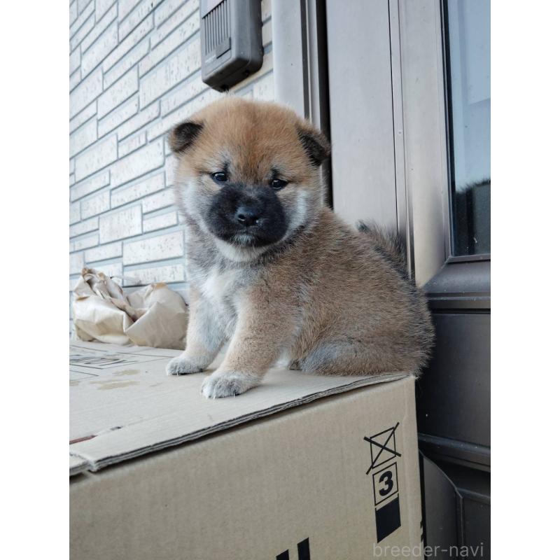 販売中の茨城県の柴犬-422364の5枚目