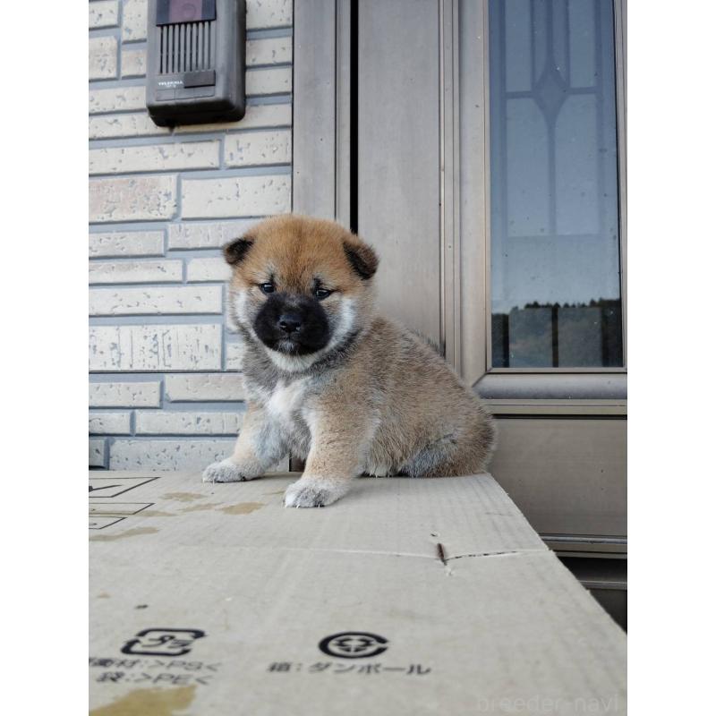 販売中の茨城県の柴犬-422364の4枚目