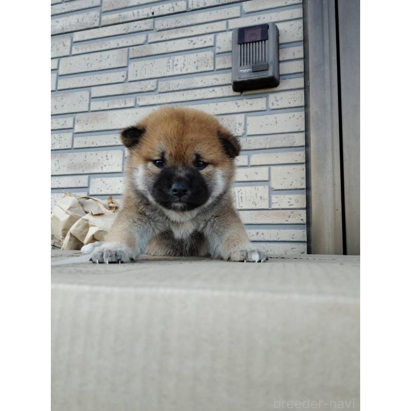 販売中の茨城県の柴犬-422364の3枚目