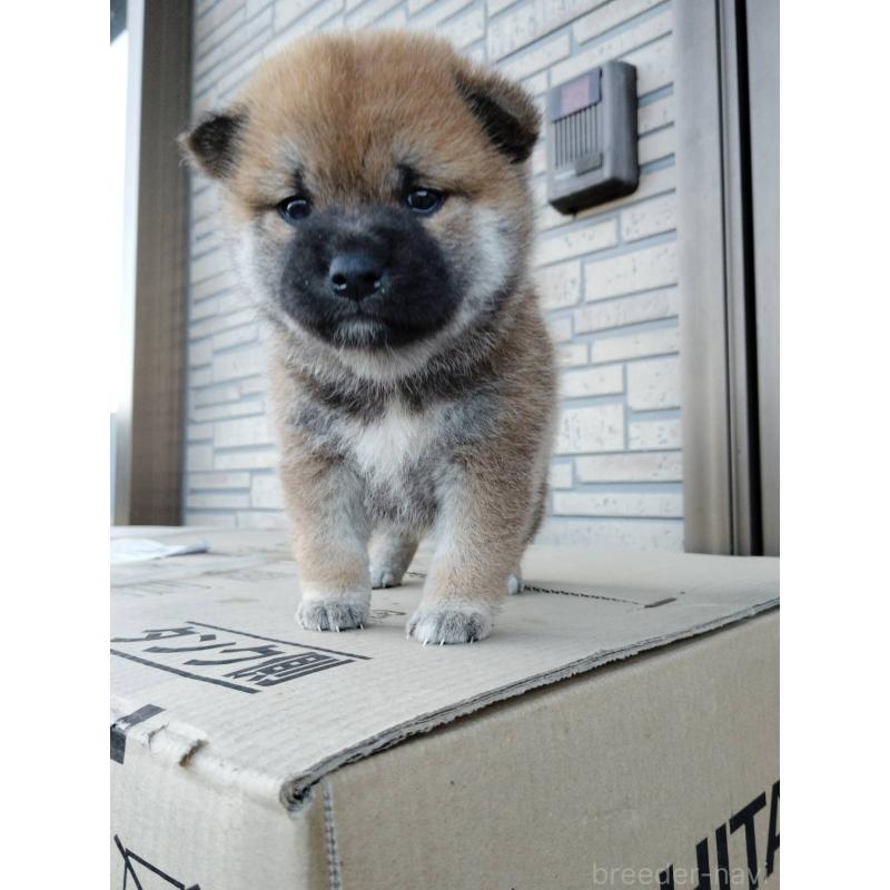 販売中の茨城県の柴犬-422364の2枚目