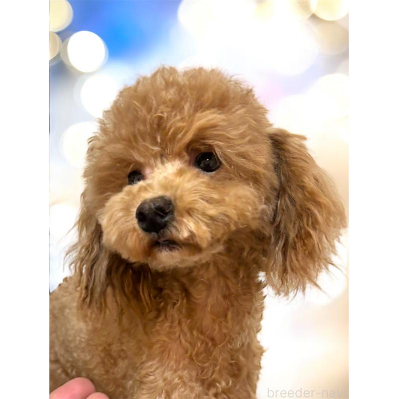 販売中の栃木県のトイプードル-403923の3枚目