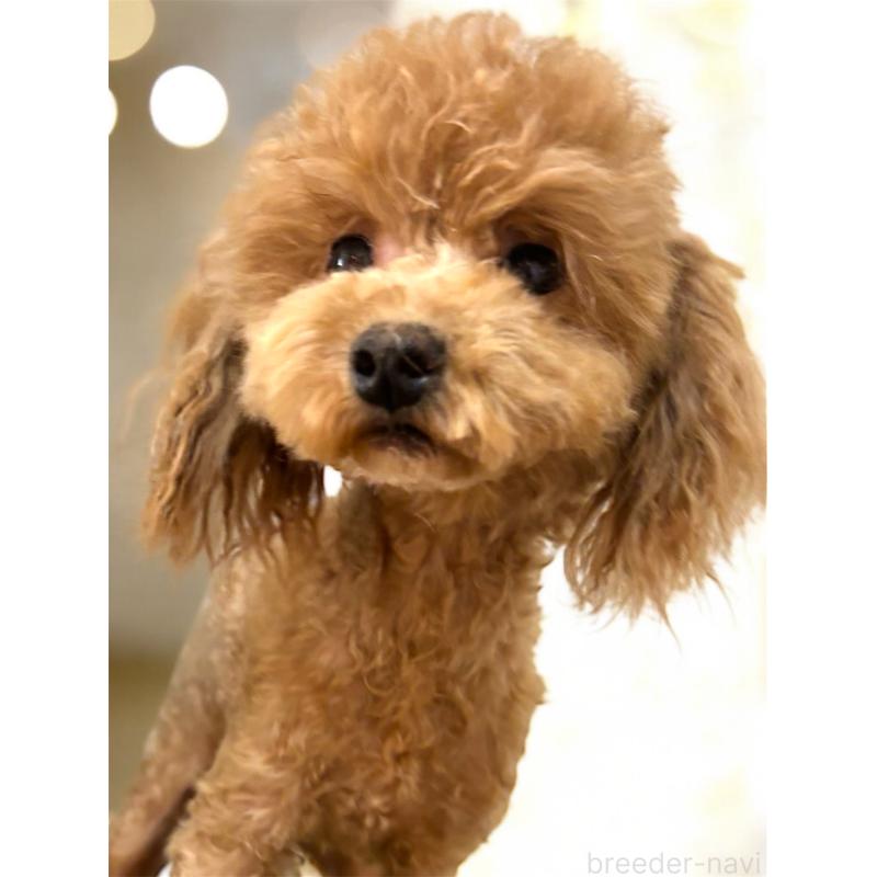 販売中の栃木県のトイプードル-403923の2枚目