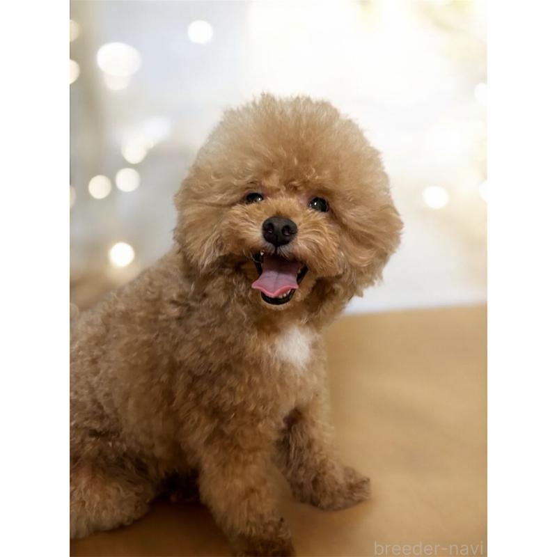 販売中の栃木県のタイニープードル-373906の3枚目