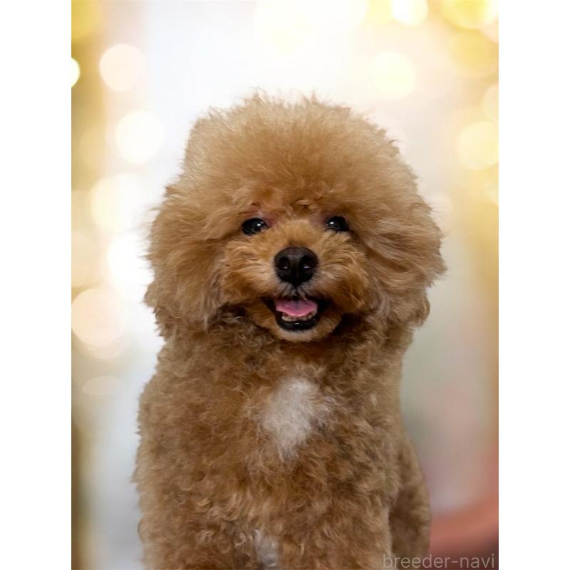 販売中の栃木県のタイニープードル-373906の2枚目