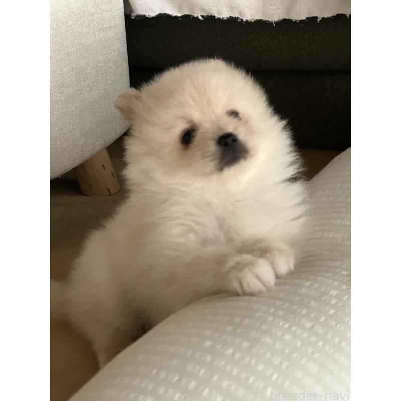 販売中の群馬県のポメラニアン-420949の5枚目